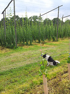 Rother Valley Brewing Company dog in hops field